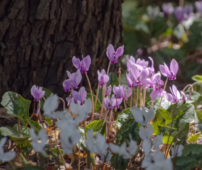 Flowers and bees Bowral