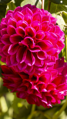 Flowers and bees Bowral