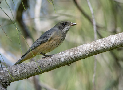 Rufous Whistlers
