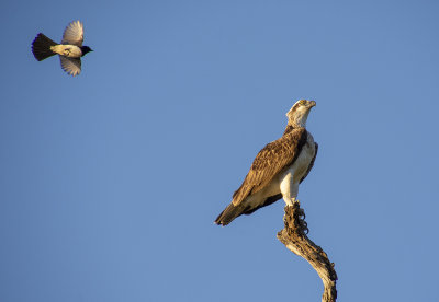 Point vernon ospreys..