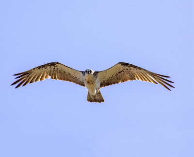 point vernon osprey