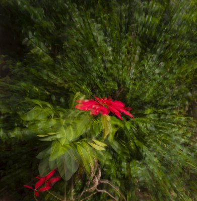 flowers in my yard