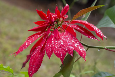 flowers in my yard