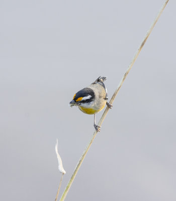 Straited Pardalotes at the nest 27th July