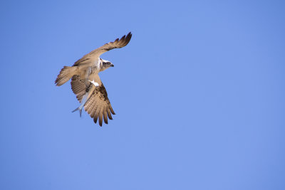 ospreys_at_point_vernon