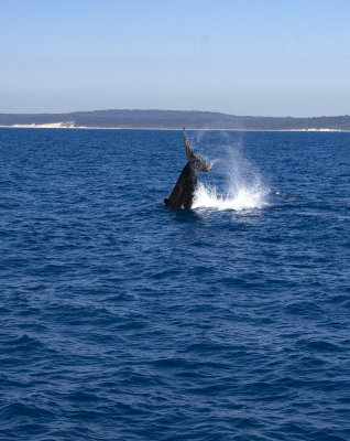 2018 August Whale watching with Tasman Vernture Hervey Bay