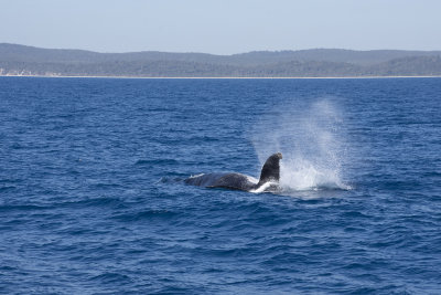 2018 August Whale watching with Tasman Vernture Hervey Bay