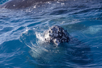 2018 Whalewatching Tasman Venture  Mugging the boat