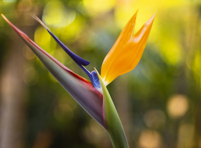 flowers in my yard