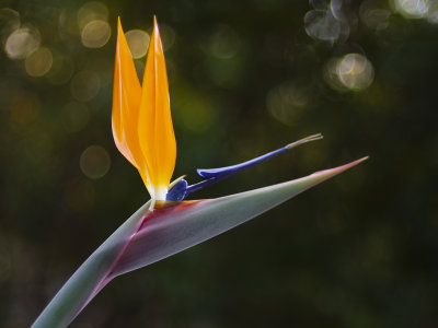 flowers in my yard