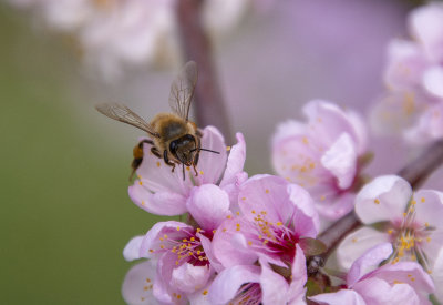 blossom and bee