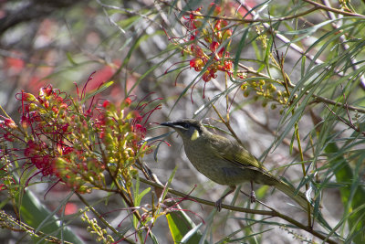 2018_birds_of_nsw