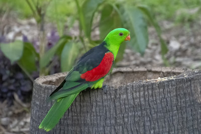 Red-winged parrot