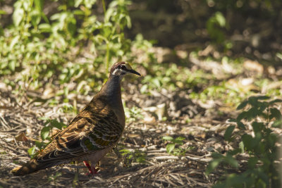 018__woodland_and_other_local_birds