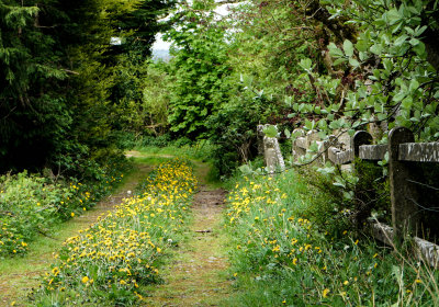 Trail with flowers, County Meath, Ireland