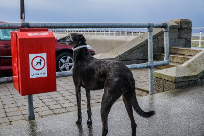 Dog Bin, Bray seaside, Ireland