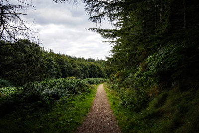 Trail, Djouce Wood, County WIcklow, Ireland