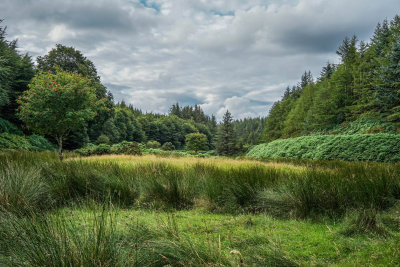Irish Woods, Djouce Wood, County WIcklow, Ireland