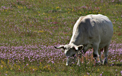 Insamling av flower power, Backåkra, nära Ystad