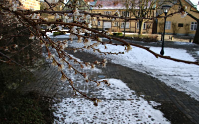 Vinterkrsbren blommar redan vid Klostret i Ystad