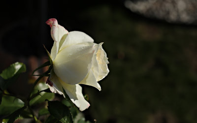 Än blommar vackra rosor!