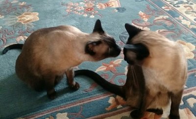 cats