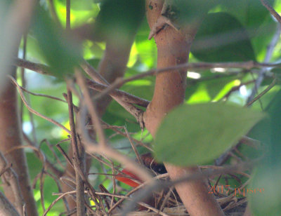 eye of the female Northern Cardinal on her nest