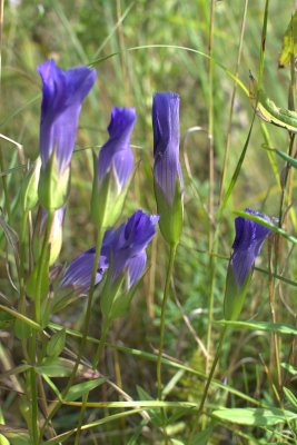 Greater Fringed Gentian 