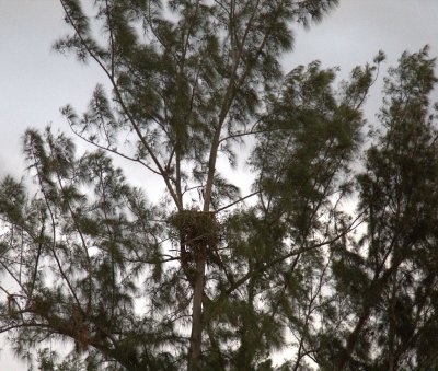 Bald Eagle nest in Australian pine