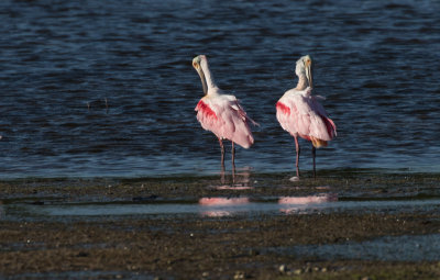 roseate spoonbills like to stand around in pairs