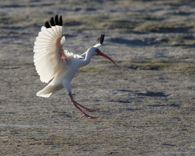 white ibis wings