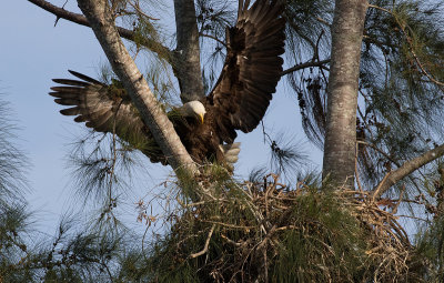 landing in the nest