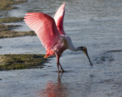 full wing flap