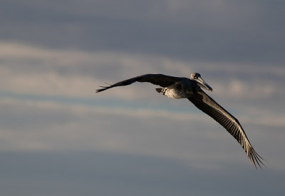 brown pelican at dusk