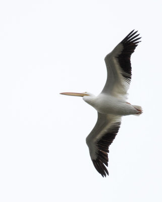 white pelican flying over my house