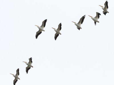 white pelicans flying over my house today
