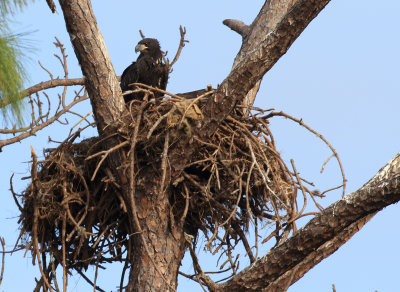 the eagle's nest up the road has chicks ready to fledge