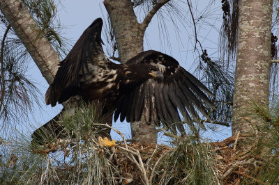 this is my favorite photo of the eaglet across the street