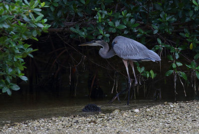 great blue heron in mangrove forest