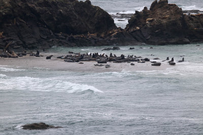 sea lions sand BG sea lions.jpg