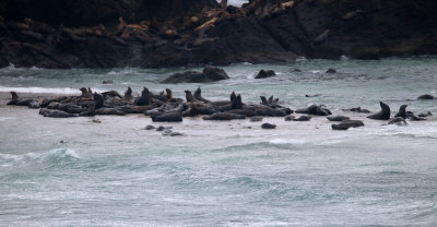 sea lions sand closer.jpg