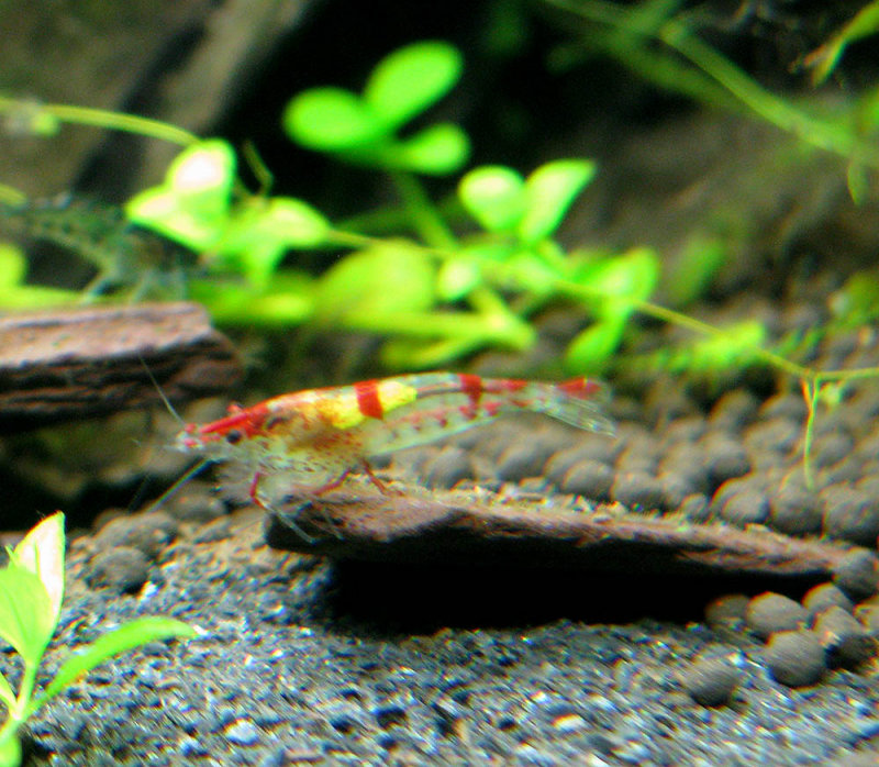 Cherry Shrimp