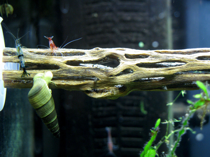 Cherry Shrimp & Rabbit snail