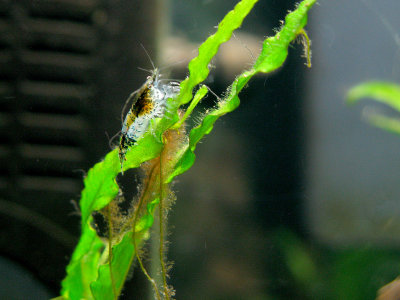 Cherry Shrimp