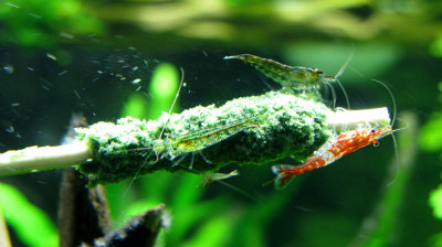 Cherry Shrimp