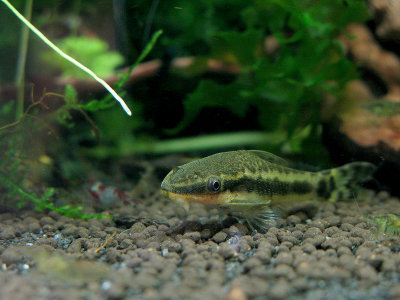 Otocinclus