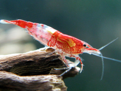 Cherry Shrimp