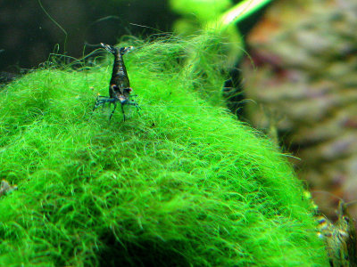 Cherry Shrimp on moss ball