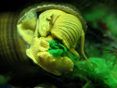 Rabbit Snail