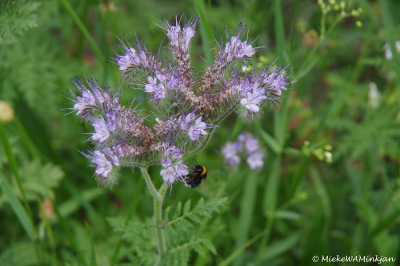 Honey Bee